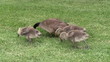 Video: Grazing geese family Grazing geese family
