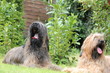 Hunde