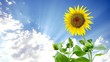 Sunflower & Cloud