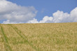 getreidefeld