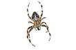 Photo: Cross spider Cross spider