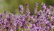 Sand Thymian medical plant © Matthias Buehner