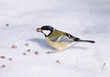 Photo: Tomtit with a pine nut Tomtit with a pine nut