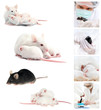 Laboratory mice; collage Laboratory mice; collage