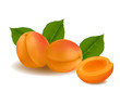 Photo-realistic vector illustration of the ripe apricots fruit.