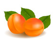 Photo-realistic vector illustration of the ripe apricots fruit.