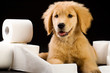 happy puppy with soft toilet paper roll