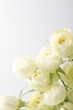白薔薇