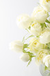 白薔薇