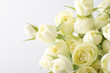 白薔薇