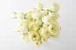 白薔薇