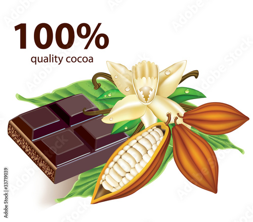 Vector: Chocolate vanilla flower and fruit of the cocoa Chocolate vanilla flower and fruit of the cocoa