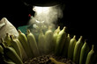 Maize under paraffin lamp Maize under paraffin lamp