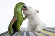 dog kissing a parrot dog kissing a parrot