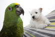 chiot westie et perroquet d'Amazonie chiot westie et perroquet d'Amazonie