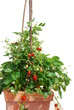 Documentation of new strawberry growth