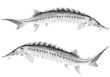 sturgeon fishes, vector