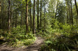 Primeval rain forest