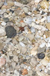 deniz