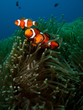 Orange clown fish family