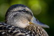 Ente