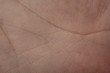 textur handinnenfläche