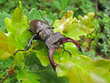 Hirschkäfer - stag beetle - Lucanus cervus