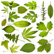 tree leaves isolated on white background tree leaves isolated on white background