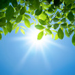 Green leaves and sun
