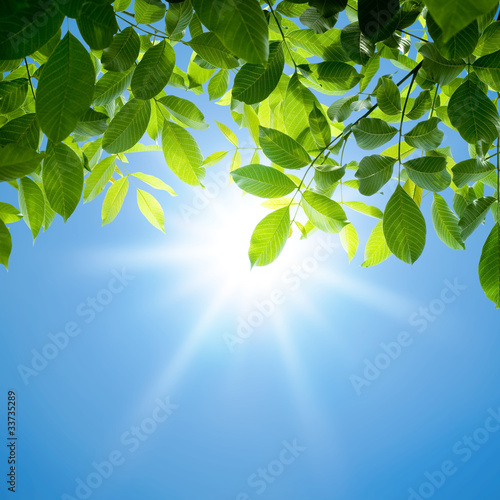 Photo: Green leaves and sun Green leaves and sun