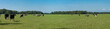 field with cows