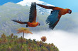 Cuban Red Macaw