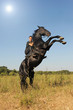 rearing horse