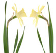 daffodil
