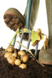 Digging new potatoes