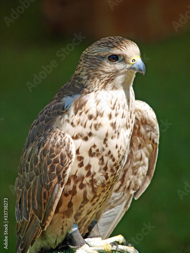 Foto: Falke Falke