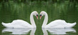 Two swans