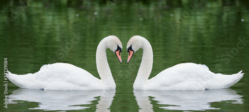 Photo: Two swans Two swans