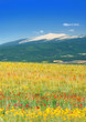 Provence