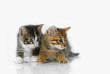 Kittens on a white background Kittens on a white background