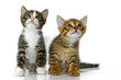 Kittens on a white background Kittens on a white background