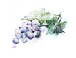 Watercolor -Grape-