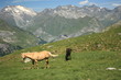 wild horses in Pyrenees