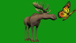 Bull Mooe Playing with Butterfly Cartoon Green Screen Bull Mooe Playing with Butterfly Cartoon Green Screen