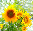 Yellow sunflowers with green leaves