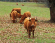 Cattles Cattles