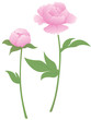 Peony flower and bud Peony flower and bud