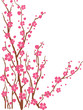 Arbol de cerezo Arbol de cerezo