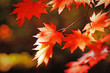 maple maple