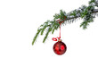 isloated red Christmas ornament hanging from a pine branch